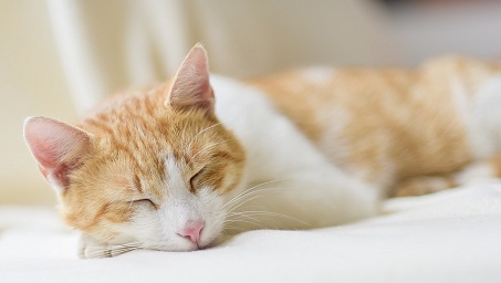 ハナタカ猫背改善トレーニング