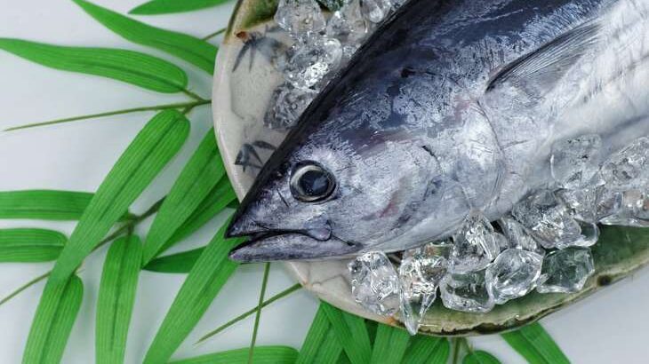 マツコの知らない世界 さかなクン厳選 春の美味しいお魚の世界 東京湾の