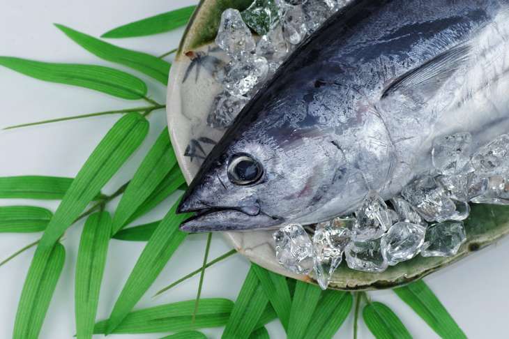 マツコの知らない世界さかなクン厳選東京湾春の絶品お魚