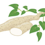 【相葉マナブ】自然薯レシピまとめ。静岡県掛川市で自然薯掘りに挑戦！（12月4日）