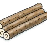 【相葉マナブ】ごぼう絶品レシピまとめ。埼玉・熊谷のゴボウで旬の産地ごはん（3月8日）
