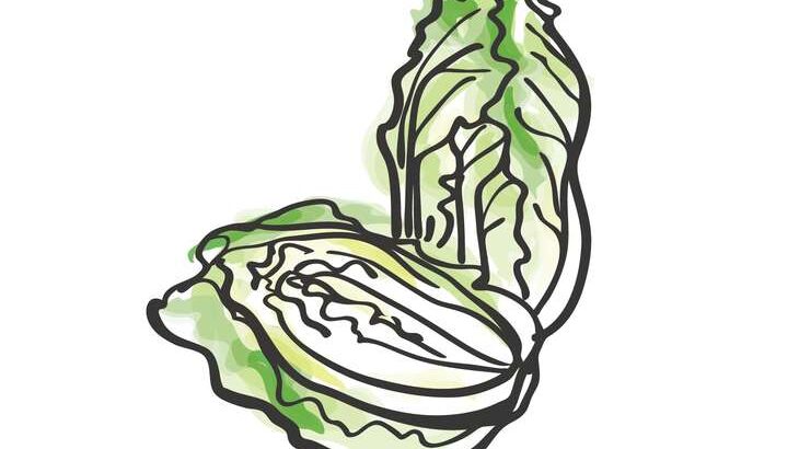 【相葉マナブ】白菜レシピまとめ。川口の白菜で旬の産地ご飯（2月18日）