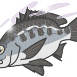 【青空レストラン】黒鯛のお取り寄せ＆レシピ。千葉県市川市の巨大なタイ（3月30日）