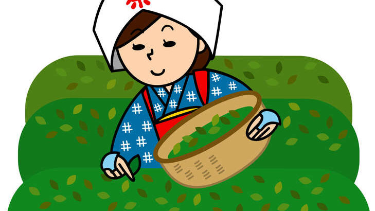 茶摘みする女性