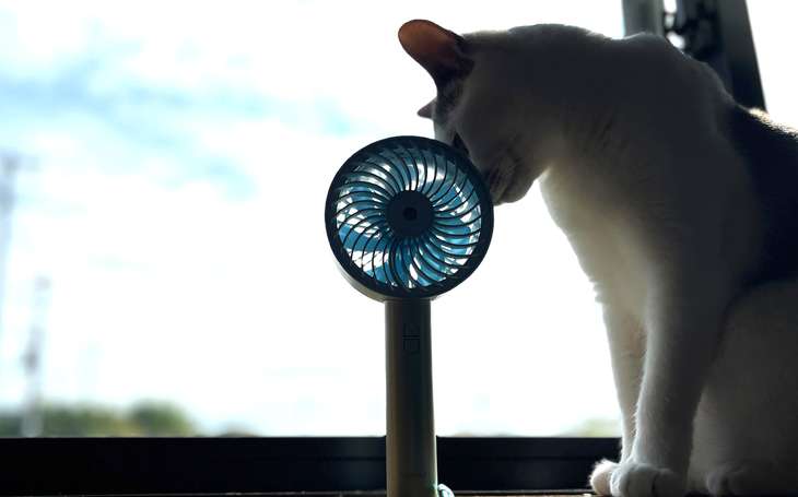 猫とハンディファン