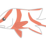 【青空レストラン】千年鯛のお取り寄せ＆レシピ。千年に一度の幻の魚（7月12日）