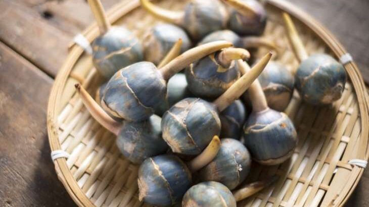 【青空レストラン】くわいのお取り寄せ＆レシピ。お正月に欠かせない縁起物！広島県福山市の名産品（12月27日）