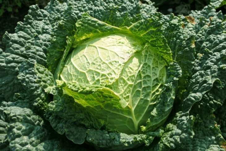 ちりめんキャベツ