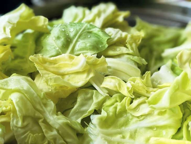 春キャベツのサラダ